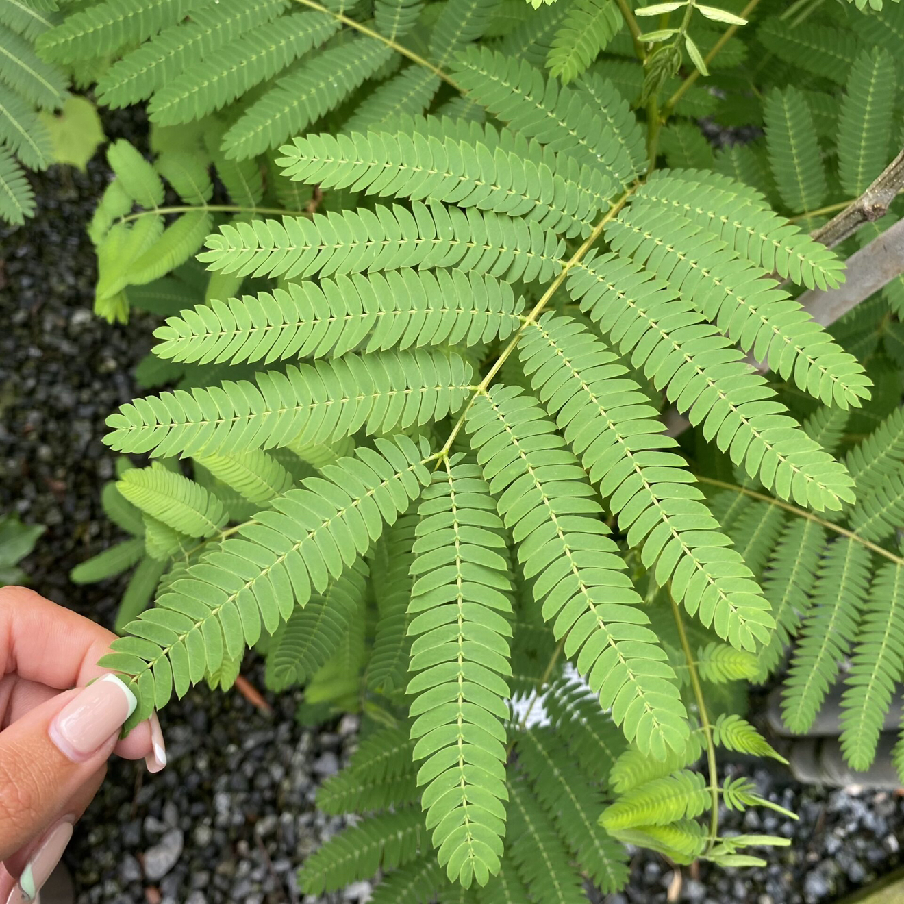 Photo of the plant species Silk Tree by @YesSedumsunset named Walt on Greg, the plant care app