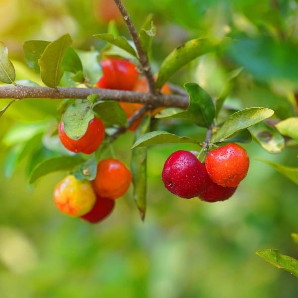 Photo of the plant species Barbados Cherry by @YesSedumsunset named Tolkien on Greg, the plant care app