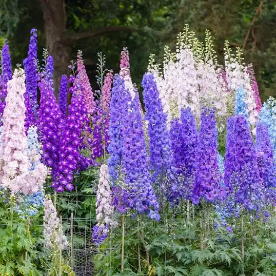 Photo of the plant species Candle Larkspur by @YesSedumsunset named Willow on Greg, the plant care app