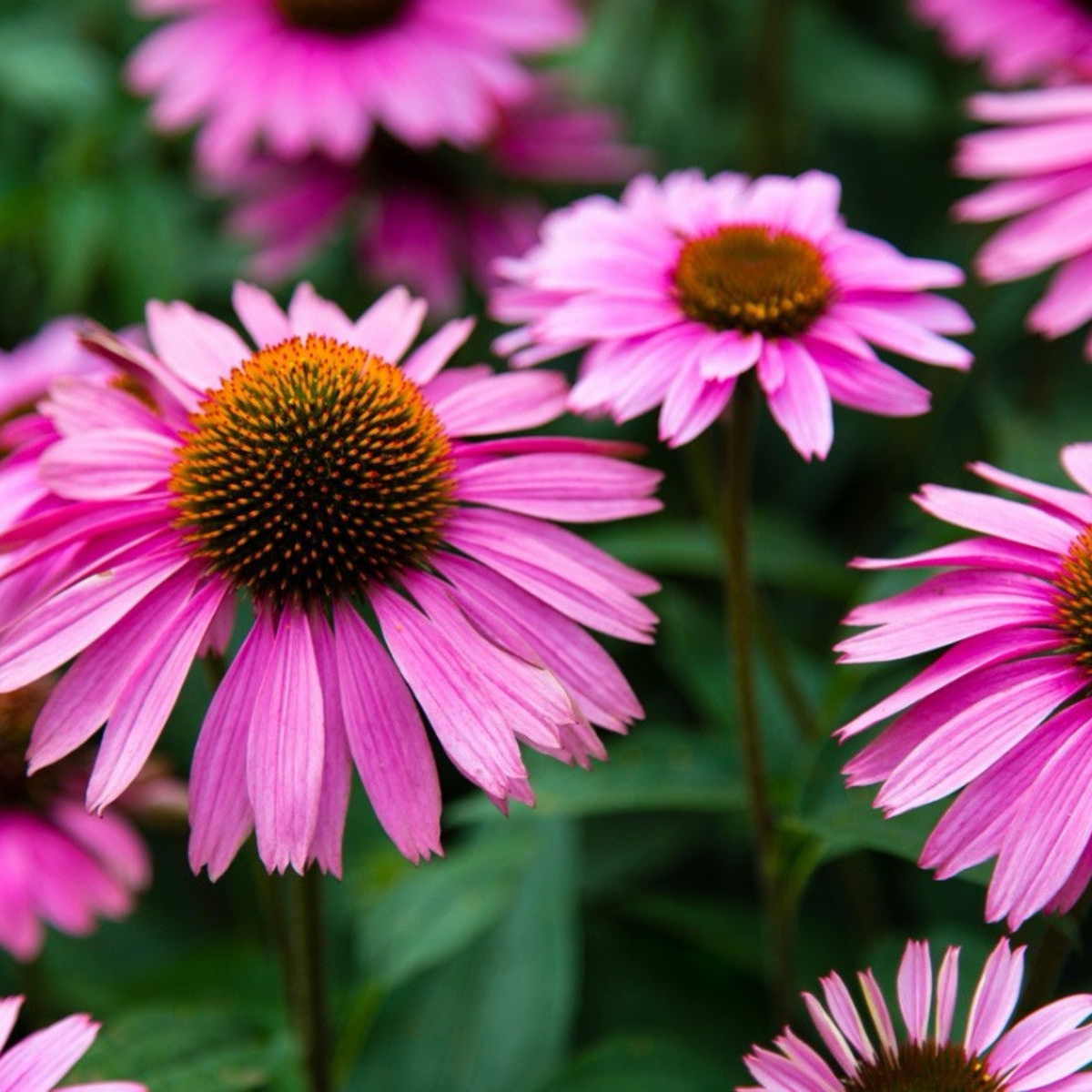 Photo of the plant species Purple Coneflower by @YesSedumsunset named Ronaldo on Greg, the plant care app