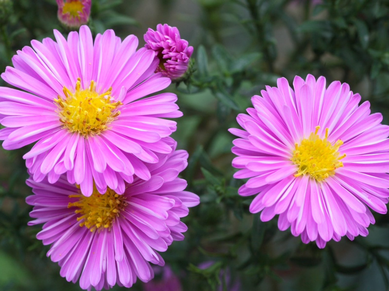 Photo of the plant species New England Aster by @YesSedumsunset named Tupot amaroot on Greg, the plant care app