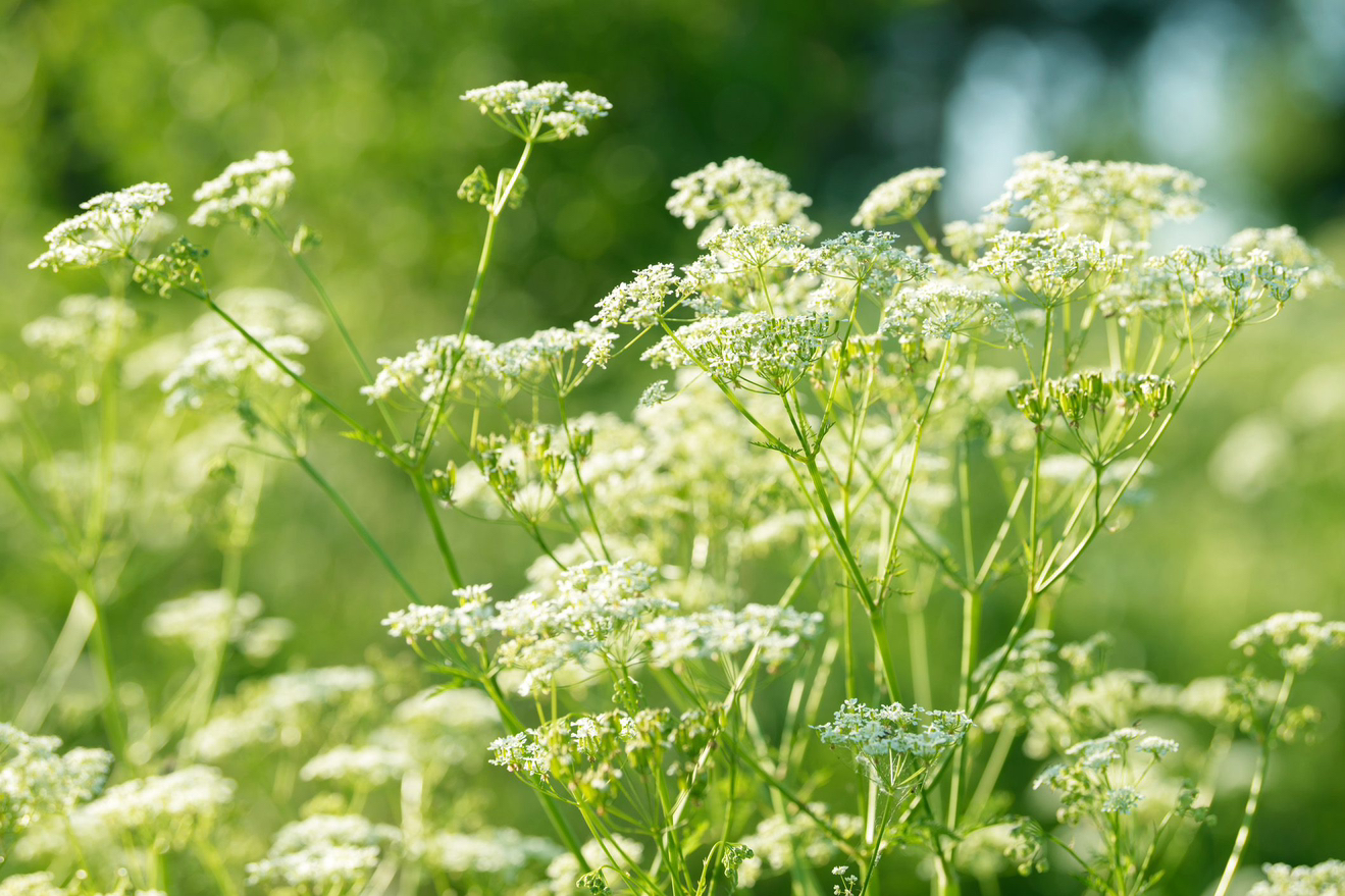 Photo of the plant species Anise by @YesSedumsunset named Fernie Mac on Greg, the plant care app