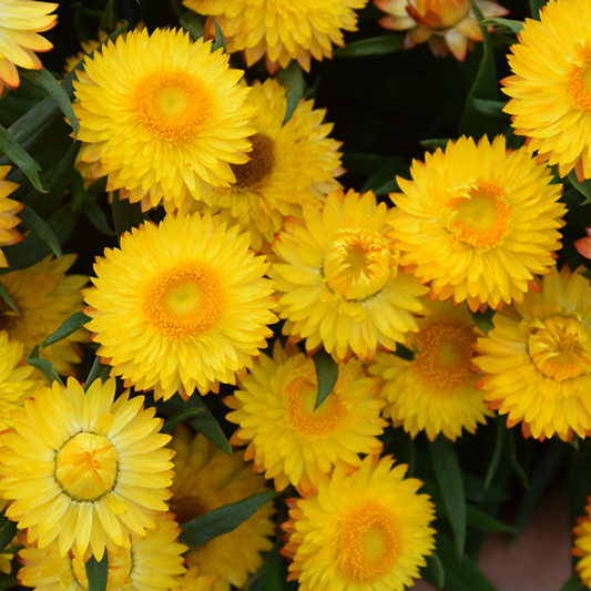 Photo of the plant species Yellow Strawflower by @YesSedumsunset named Maya on Greg, the plant care app
