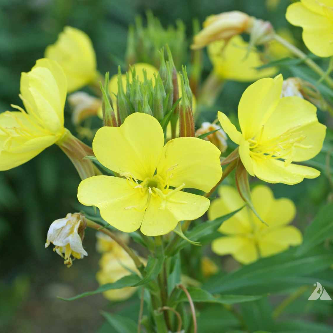 Photo of the plant species Common Evening-Primrose by @YesSedumsunset named Surya on Greg, the plant care app