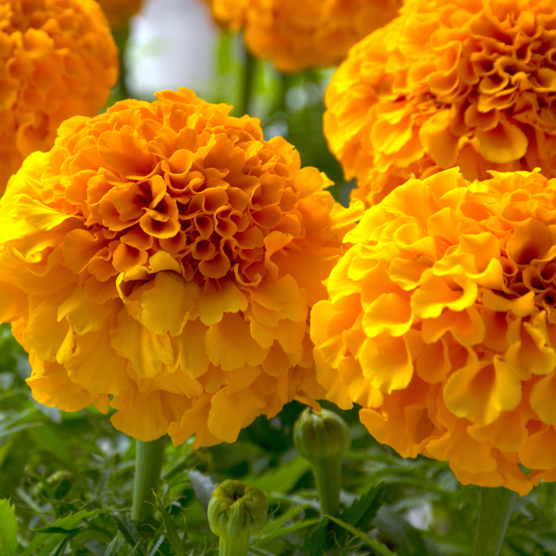 Photo of the plant species Marigold by @YesSedumsunset named Kylie on Greg, the plant care app