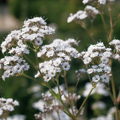 Photo of the plant species Gypsophila by @YesSedumsunset named Taylor Swift on Greg, the plant care app