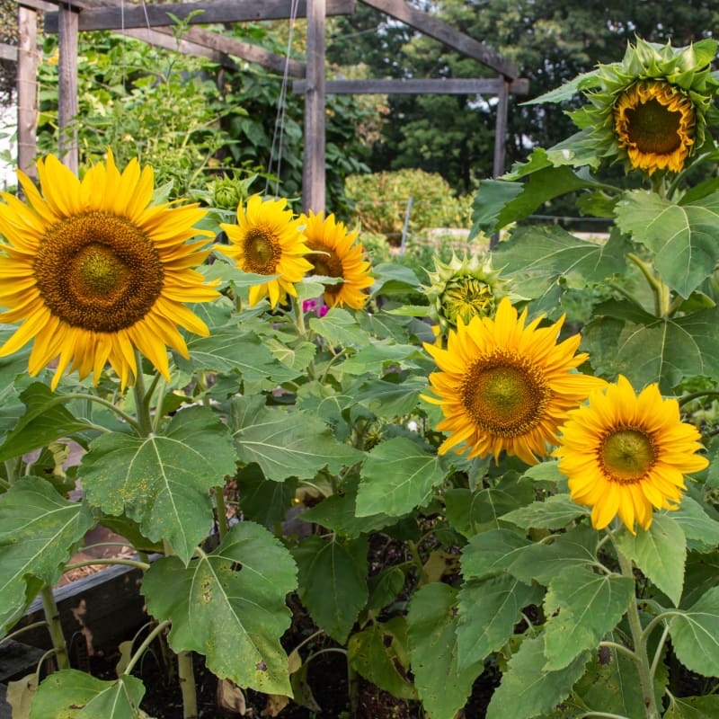 Photo of the plant species Sunspot Dwarf Sunflower by @YesSedumsunset named Elina on Greg, the plant care app