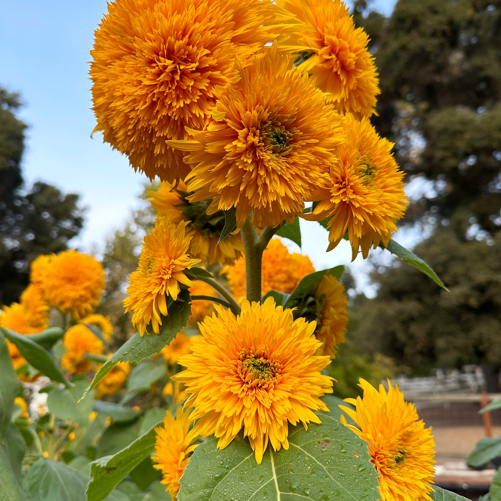 Photo of the plant species Teddy Bear Sunflower by @YesSedumsunset named Coco on Greg, the plant care app