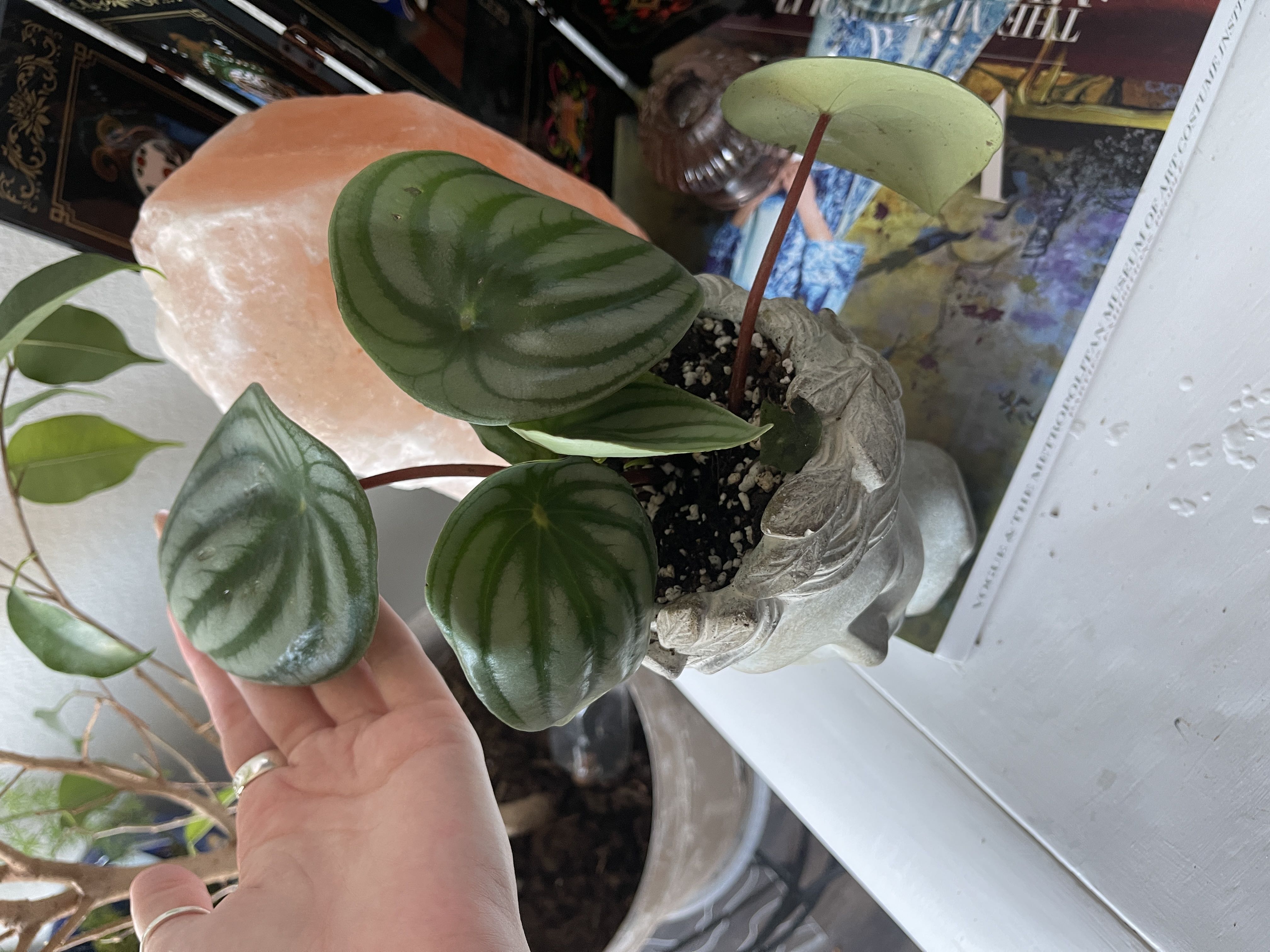 Photo from the post