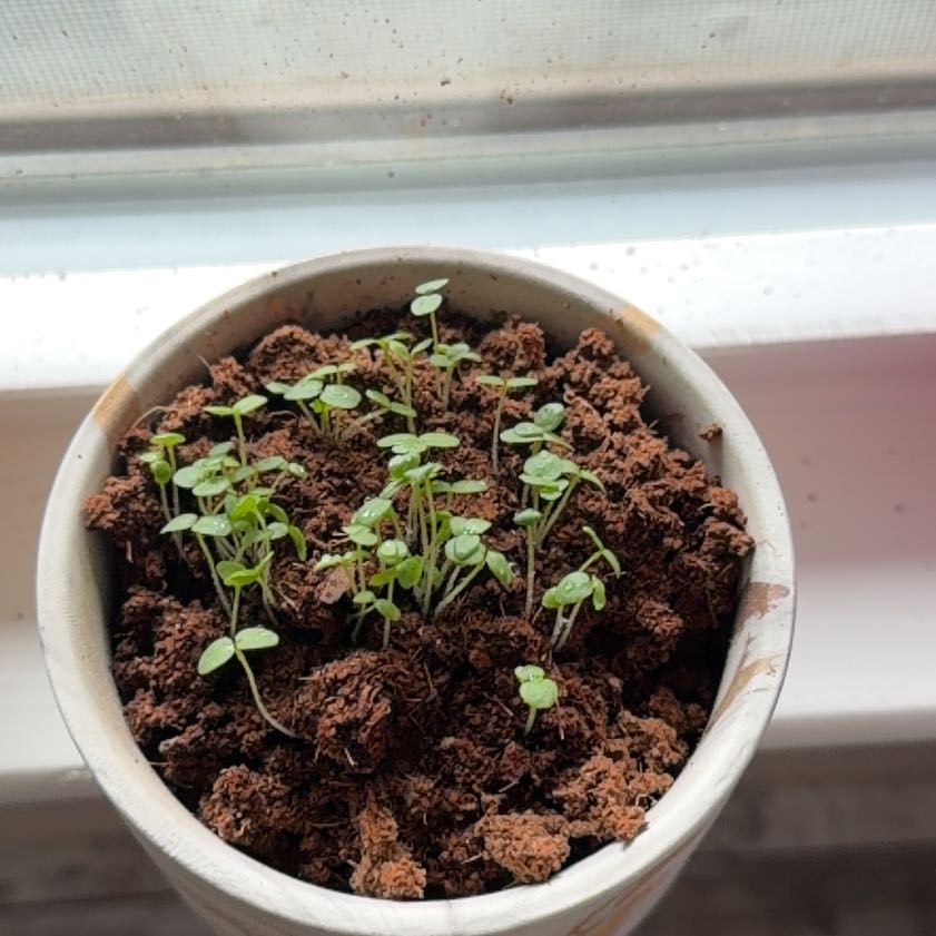 Photo of the plant species Pansy by @YesSedumsunset named Austen on Greg, the plant care app
