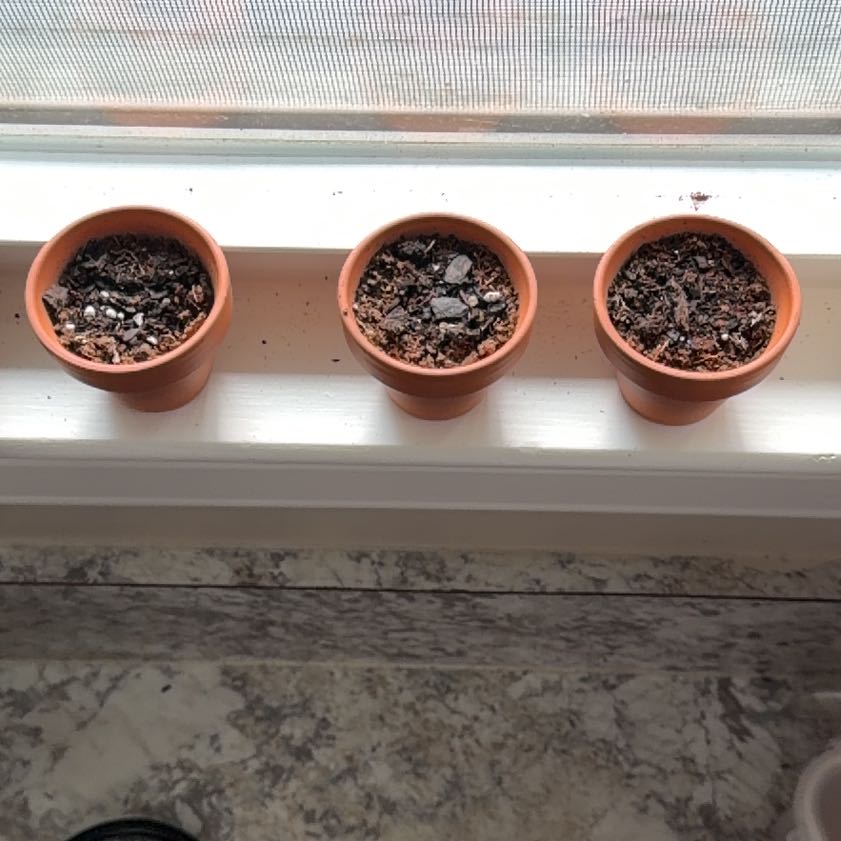 Photo of the plant species Chinese Forget-Me-Not by @YesSedumsunset named Captain Plant-it on Greg, the plant care app
