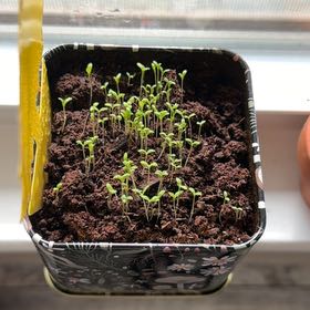 Photo of the plant species Matricaria Chamomilla by @YesSedumsunset named Curie on Greg, the plant care app