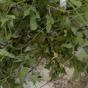 Photo of the plant species White Morning-Glory by @YesSedumsunset named Sahara on Greg, the plant care app