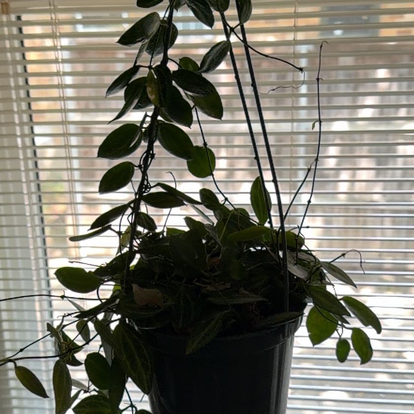 Photo of the plant species Watermelon Dischidia by @YesSedumsunset named Gregarious on Greg, the plant care app