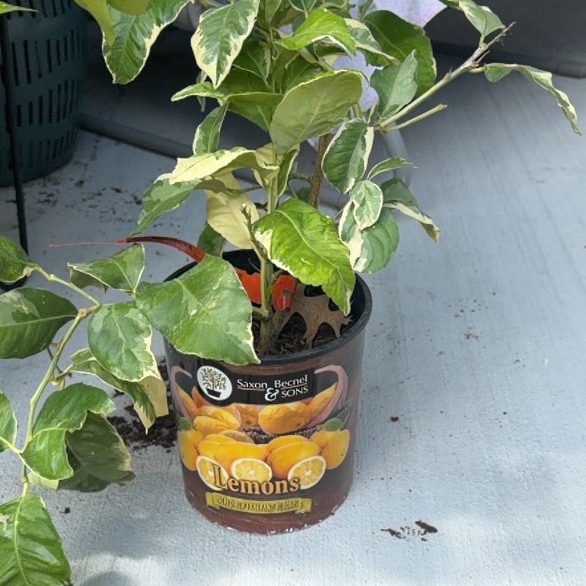 Photo of the plant species Eureka Lemon by @YesSedumsunset named Apollo on Greg, the plant care app