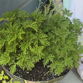 Photo of the plant species Citronella (anti-mosquito plant) by @YesSedumsunset named Diana on Greg, the plant care app