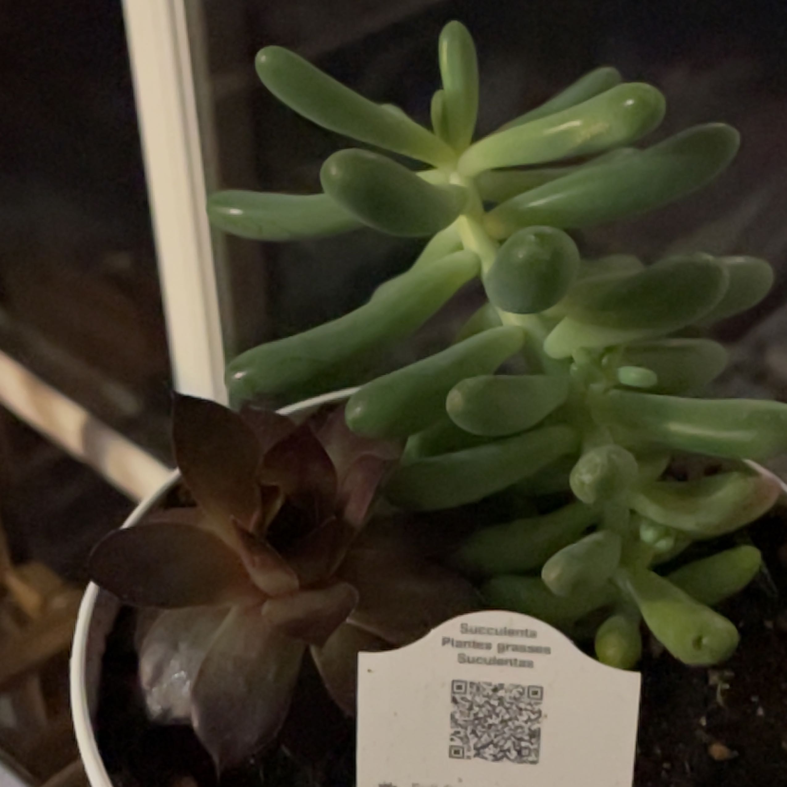 Photo of the plant species Sempervivum 'Supersemp Onyx' by @HotDiscmayweed named ChloroPhil on Greg, the plant care app
