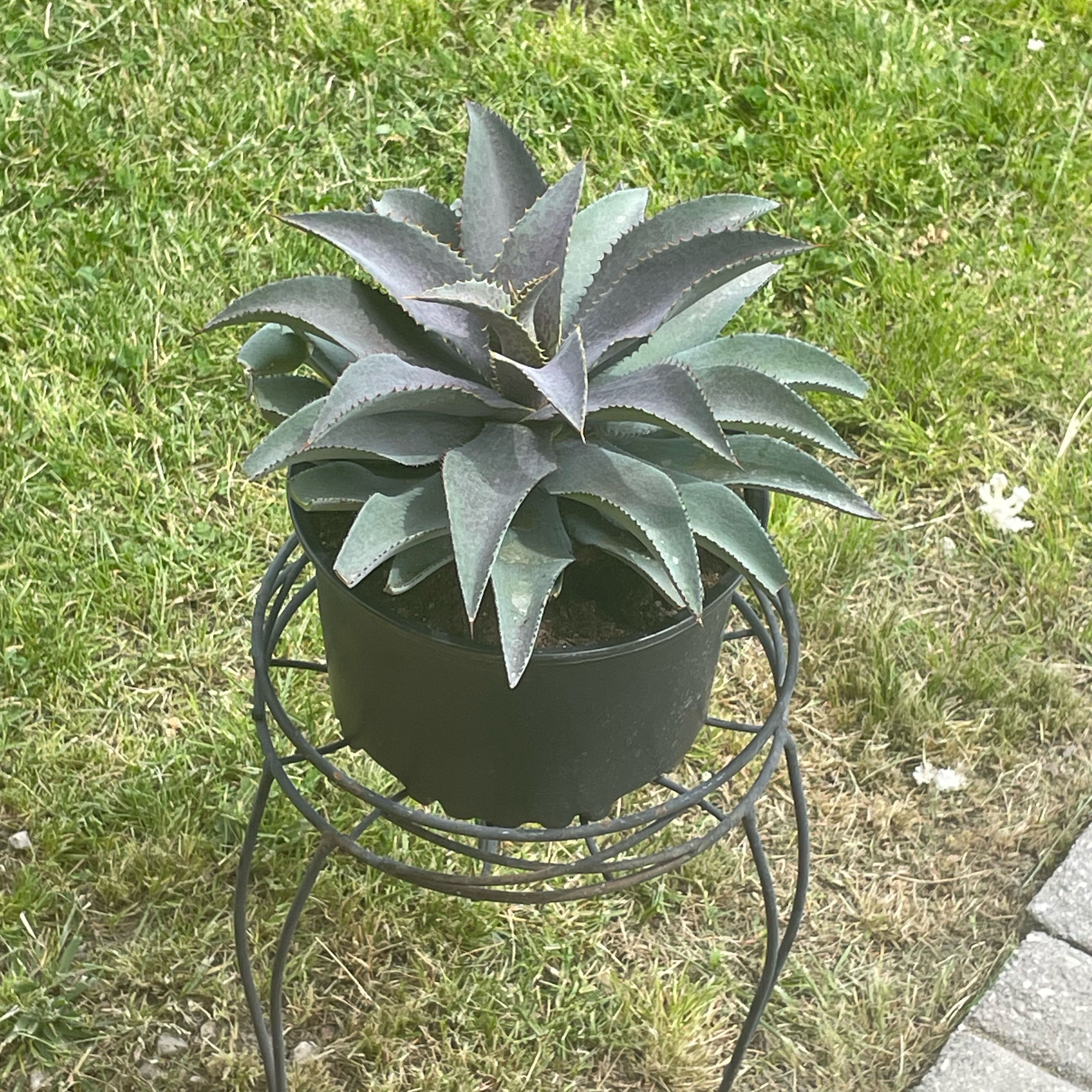 Photo of the plant species Mangave Purple People Eater by @HotDiscmayweed named Keanu Leaves on Greg, the plant care app