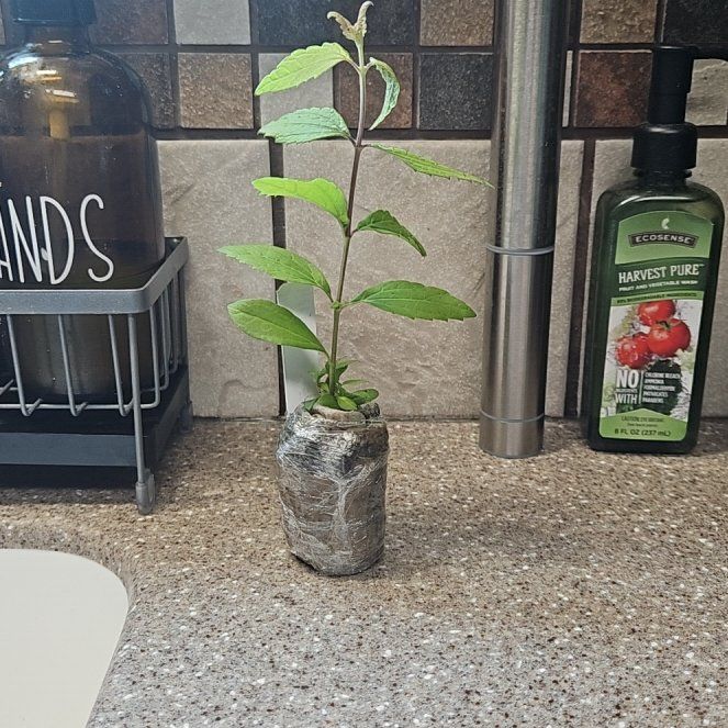 Photo of the plant species Dream Herb by @PoshNegronnefig named Caleb on Greg, the plant care app