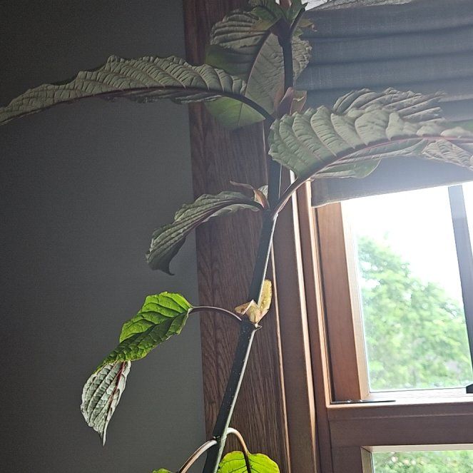 Photo of the plant species Kratom by @PoshNegronnefig named Kratin on Greg, the plant care app
