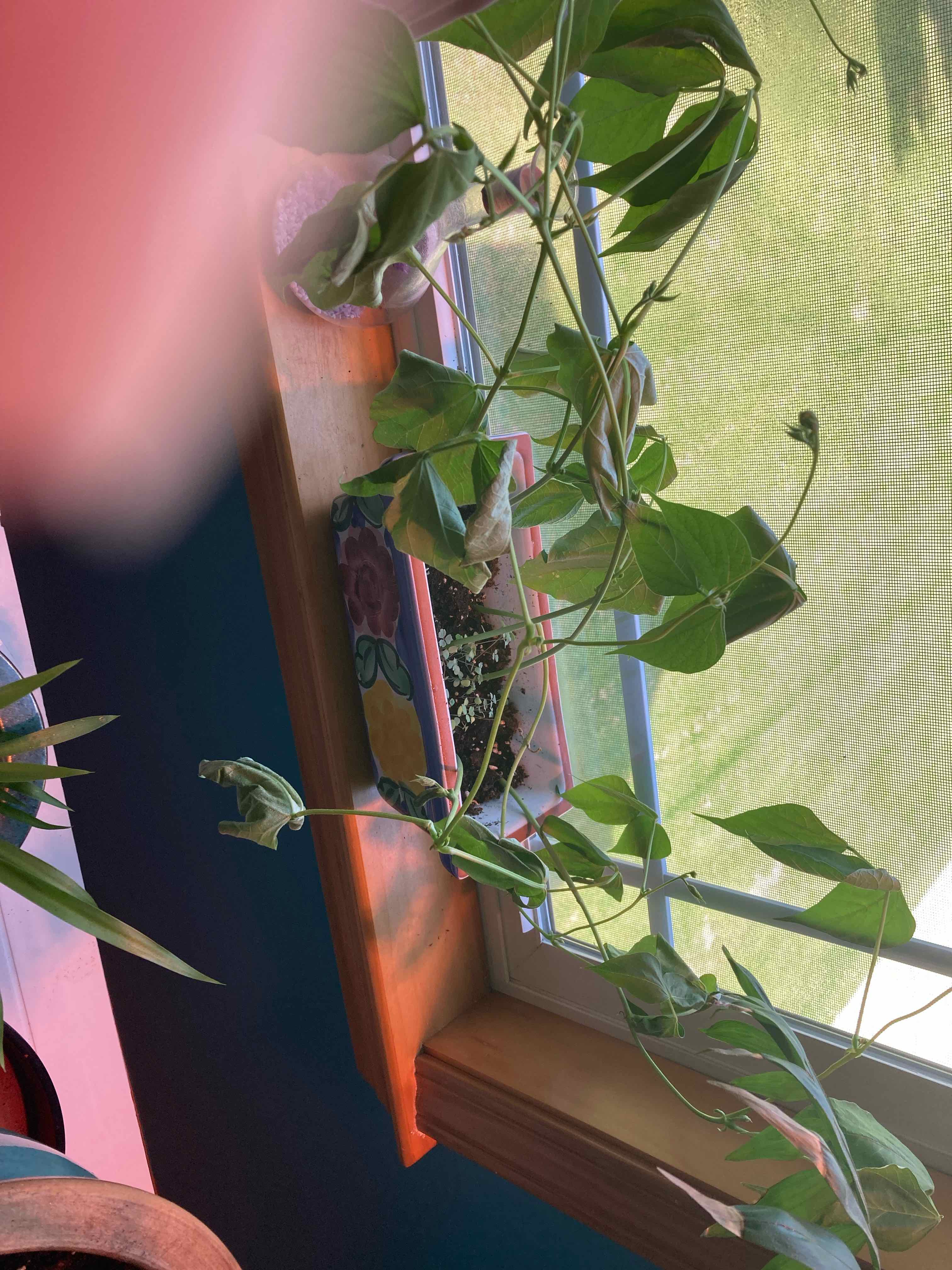 Common Bean plant near a window with some leaf curling and discoloration.