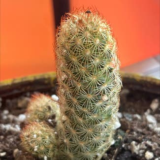 Lady Finger Cactus plant in Seattle, Washington