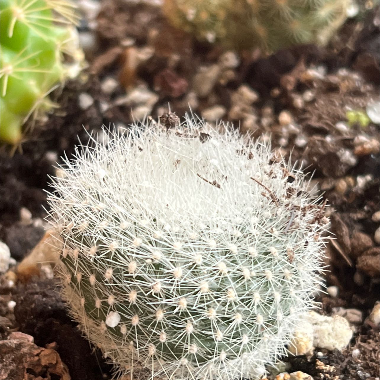 Close-up of a healthy Button Cactus with white spines and visible soil.