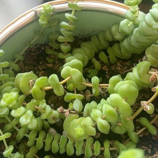 String of Buttons plant in Seattle, Washington