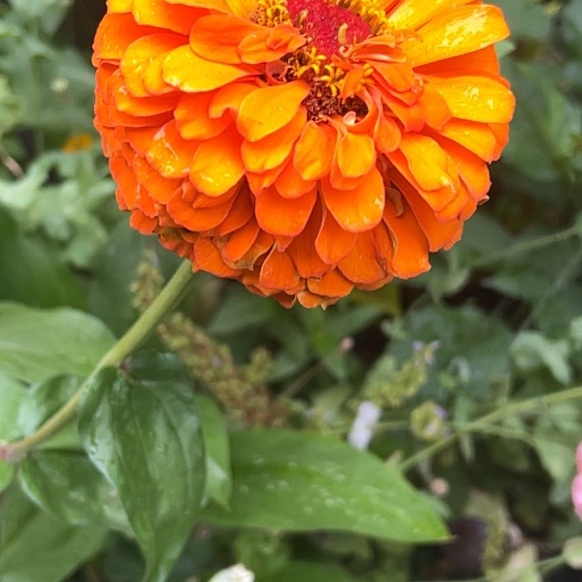 💧 How Much Humidity Does My Common Zinnia Need?