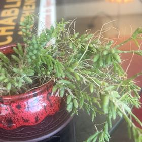 Photo of the plant species Brake Fern by Donald named Girlfrond on Greg, the plant care app