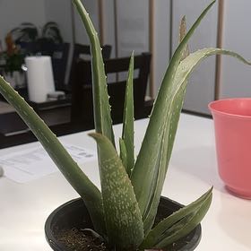 Photo of the plant species Succulent by @QuotableTobacco named Elle on Greg, the plant care app