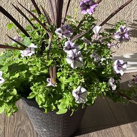Photo of the plant species Texas Vervain by @PrizedKingfern named Caroline on Greg, the plant care app