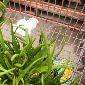 Photo of the plant species Safari Rose Aloe by @Mylittlegarden named Prince on Greg, the plant care app