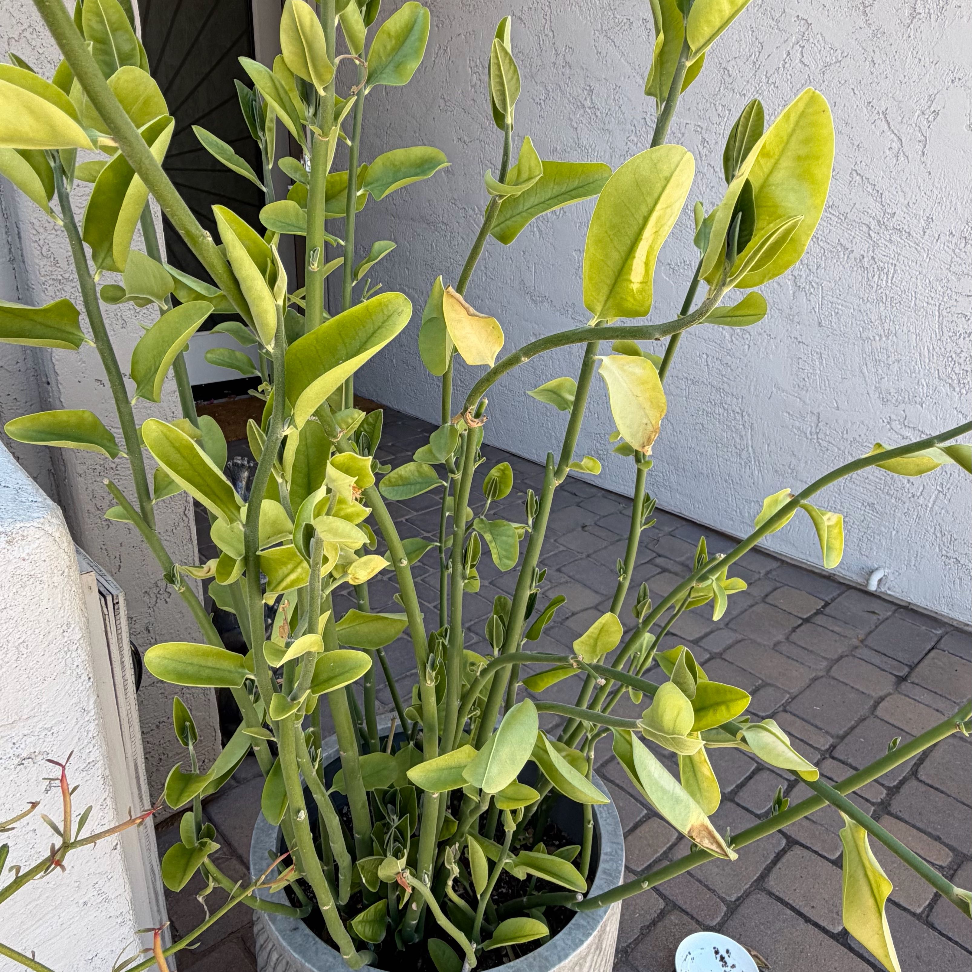 Photo of the plant species Flame Lily by @Mylittlegarden named Dax on Greg, the plant care app