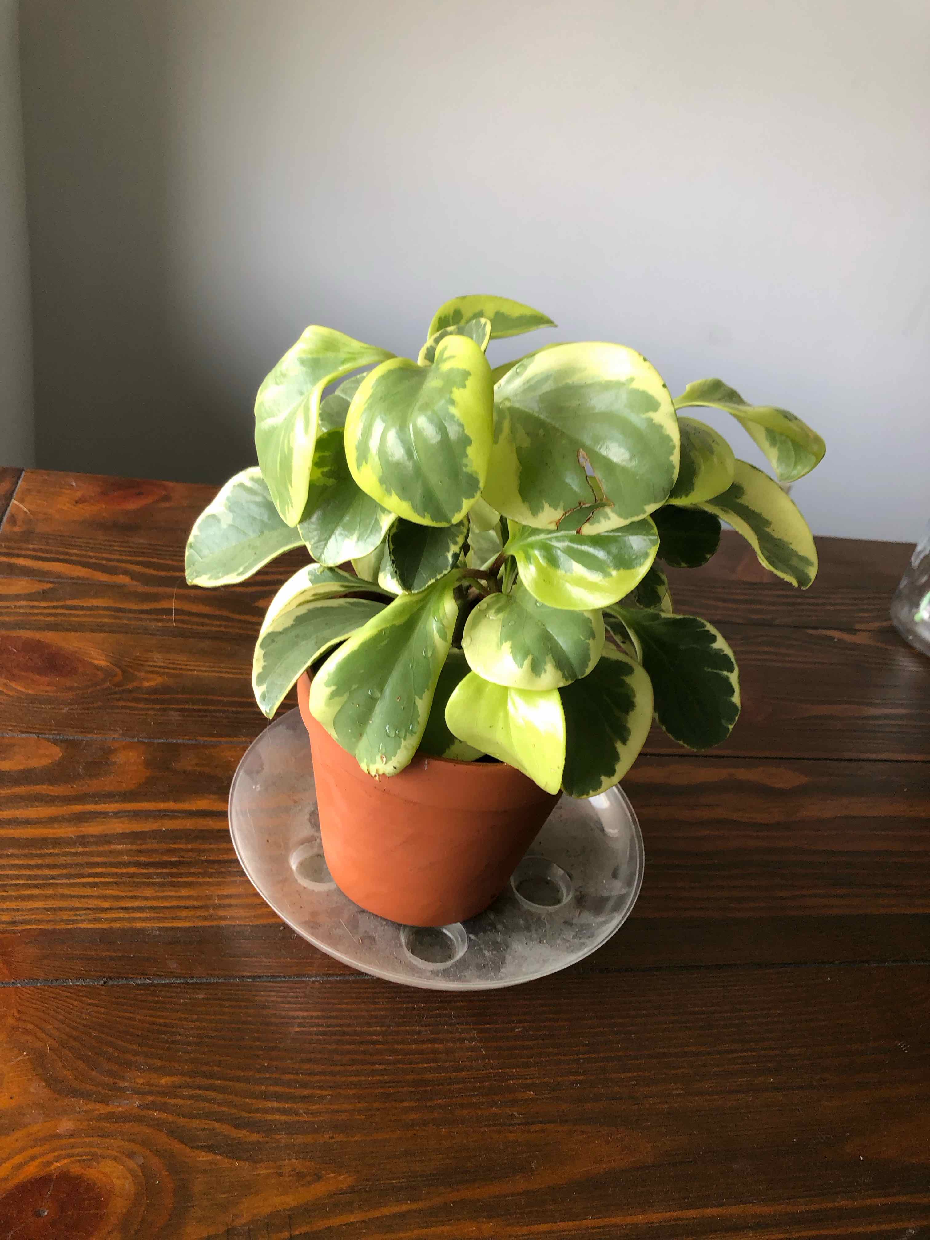 Potted Rainbow Peperomia with variegated green and yellow leaves on a wooden table.