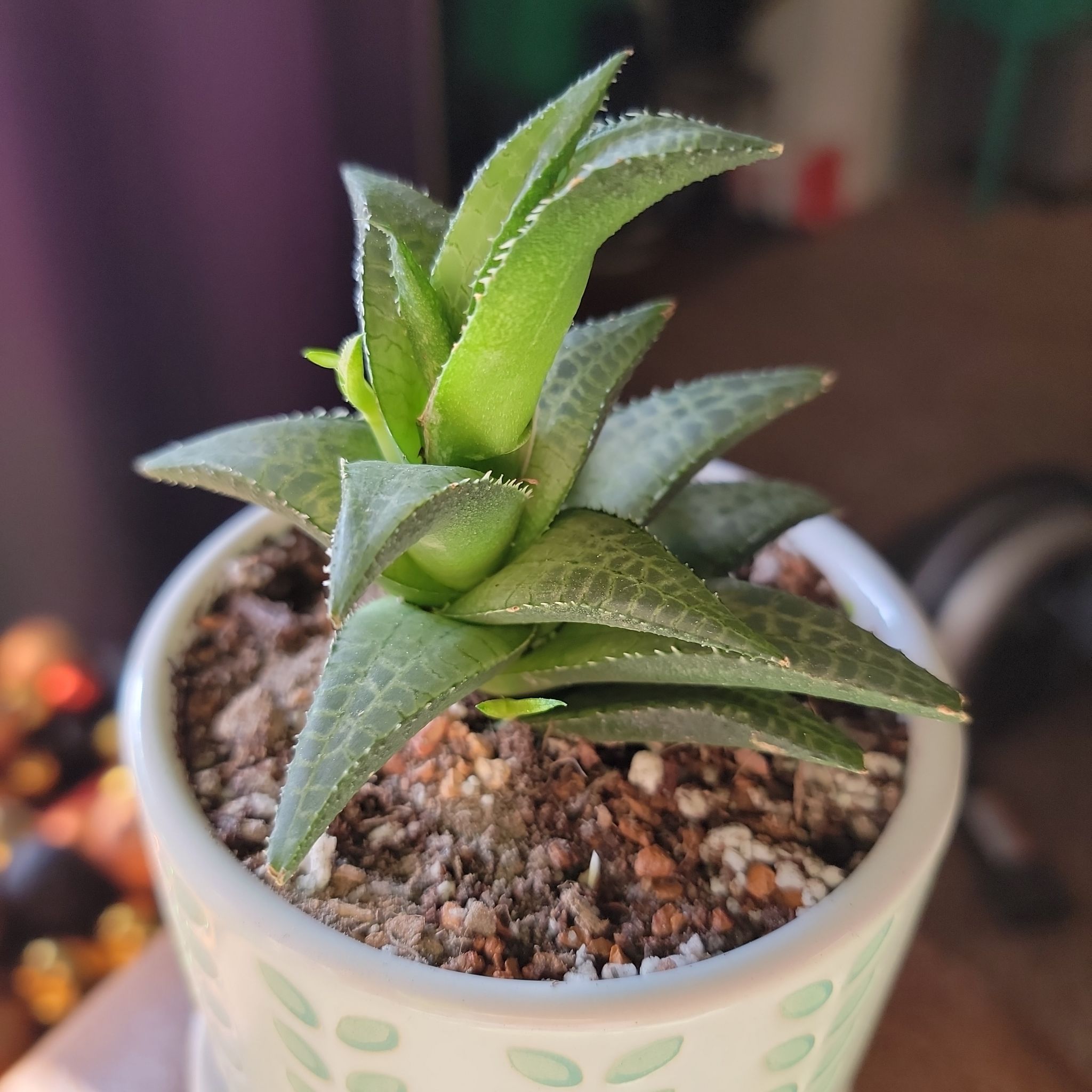 Photo of the plant species Haworthia tesselata by @UrbaneRoussea named Gator on Greg, the plant care app