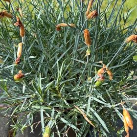Photo of the plant species Border Carnation by @HotRedcardinal named Gates on Greg, the plant care app