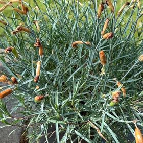 Photo of the plant species Border Carnation by @HotRedcardinal named Surya on Greg, the plant care app
