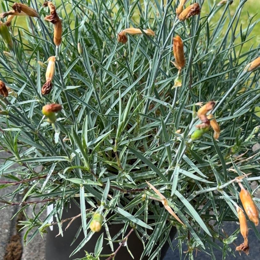 Photo of the plant species Chinese Pink by @HotRedcardinal named Stella on Greg, the plant care app