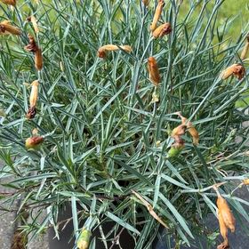 Photo of the plant species Border Carnation by @HotRedcardinal named Bigleef Smalls on Greg, the plant care app