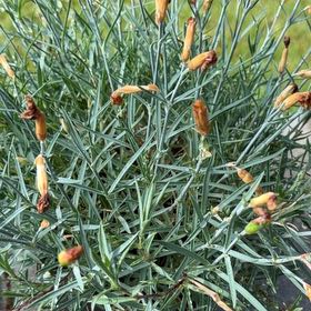 Photo of the plant species Border Carnation by @HotRedcardinal named James Dean on Greg, the plant care app