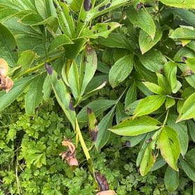Photo of the plant species Chinese Peony by @HotRedcardinal named Bruce Lee on Greg, the plant care app