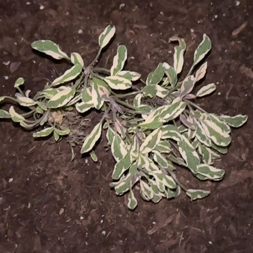 Photo of the plant species Tricolor Sage by @ShowyPoindexter named Emerson on Greg, the plant care app