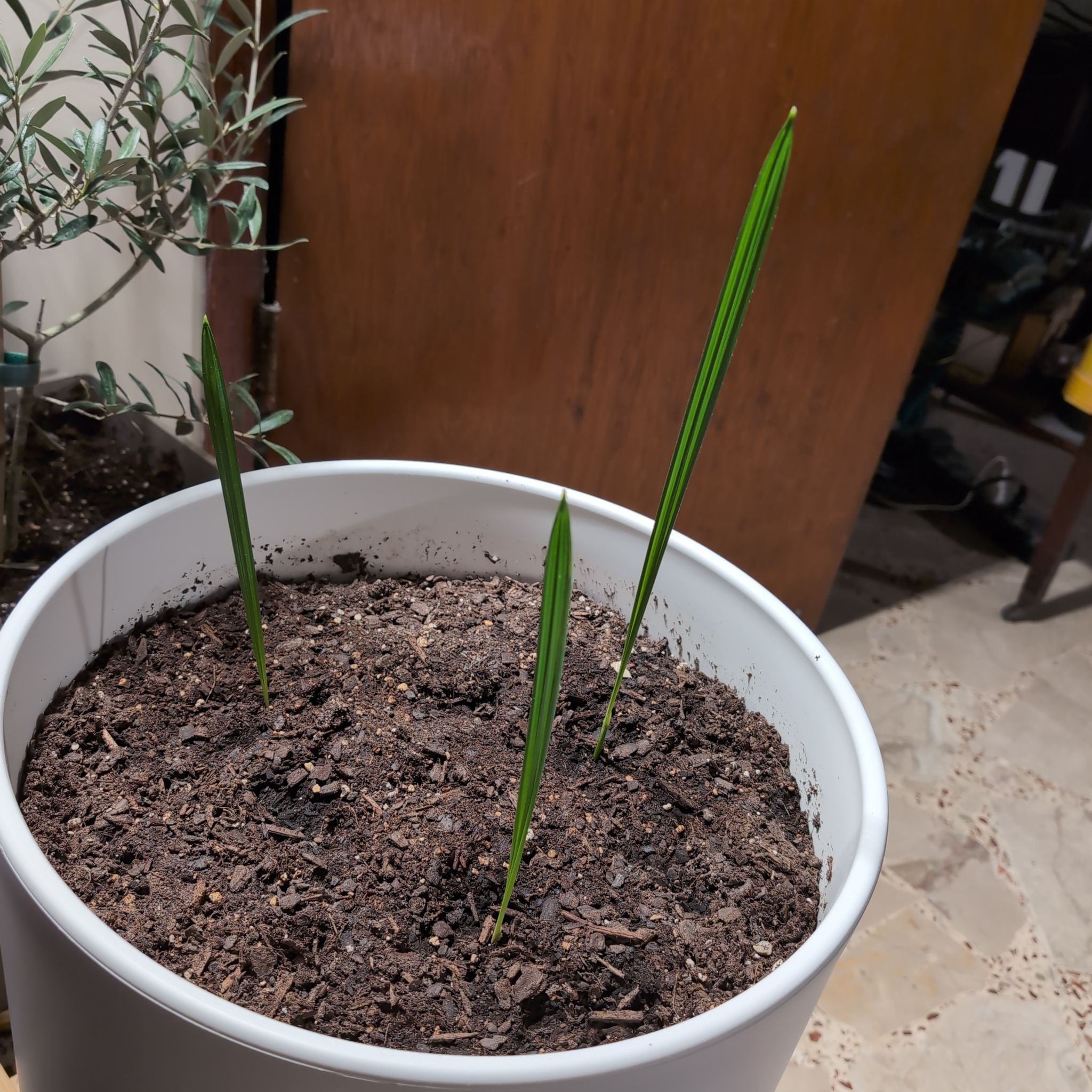 Young Date Palm plant in a white pot with three green shoots emerging from the soil.