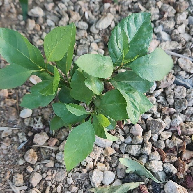 Photo of the plant species Sour Cherry by @TotallyHarebell named Michelle Branch on Greg, the plant care app