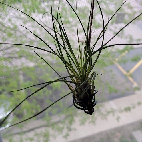 Photo of the plant species Northern Needleleaf by @AmiableCorrea named Dax on Greg, the plant care app