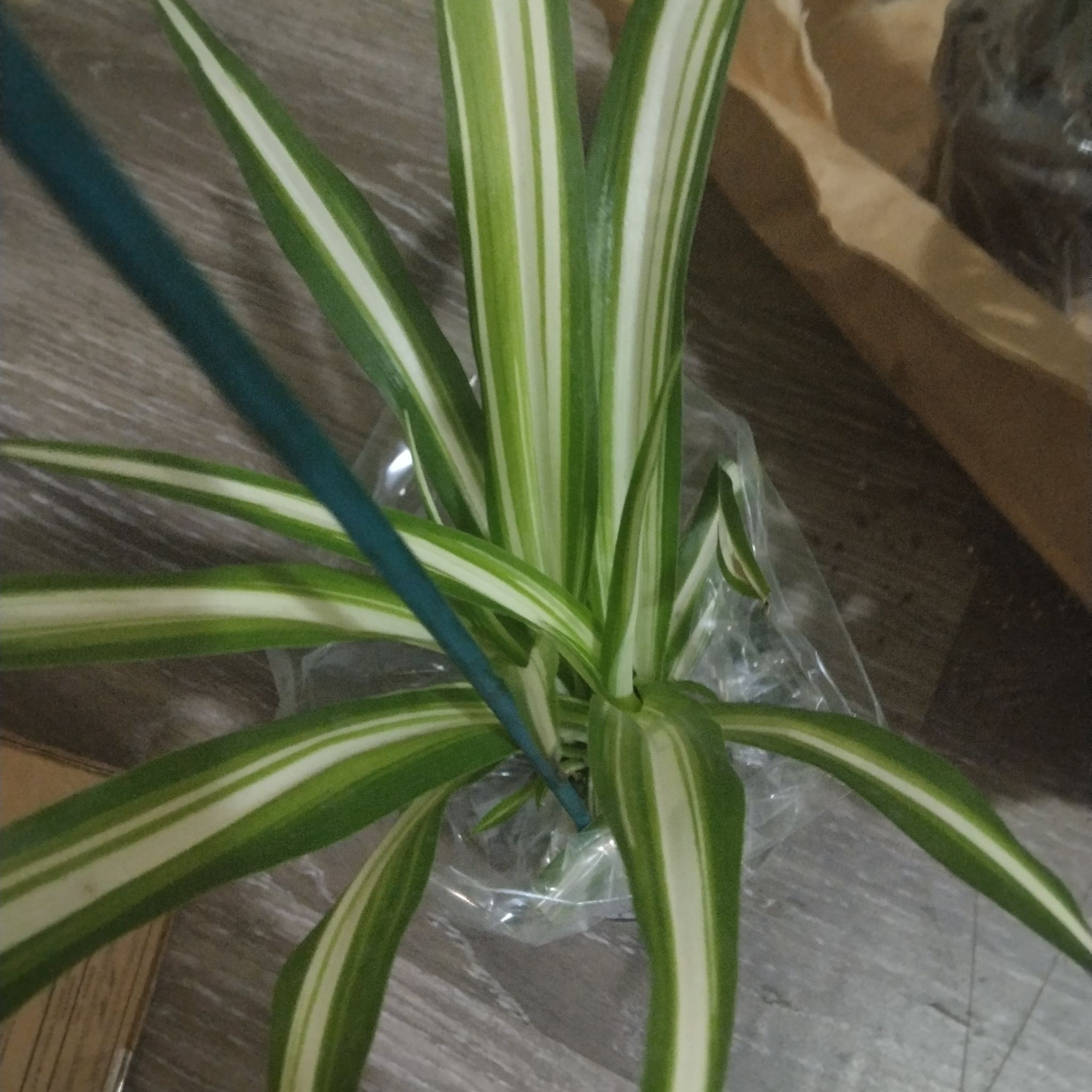 Photo of the plant species 'Himalaya' Spider Plant by @CozyBrighteyes named Rihanna on Greg, the plant care app