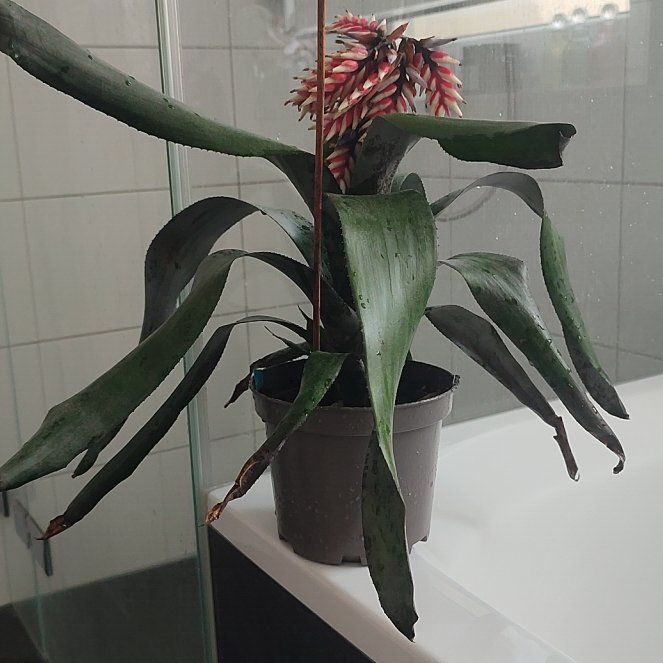 Photo of the plant species Amazonian Zebra Plant by @BraveBlackrose named Zebby on Greg, the plant care app