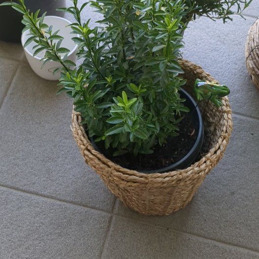 Photo of the plant species Green Spire Euonymus by @PurelyBluegiant named Beyonce on Greg, the plant care app