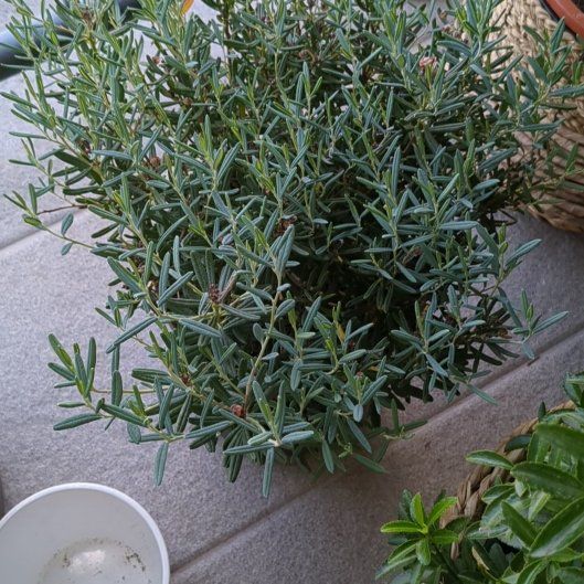 Photo of the plant species Bog Rosemary by @PurelyBluegiant named Duke on Greg, the plant care app